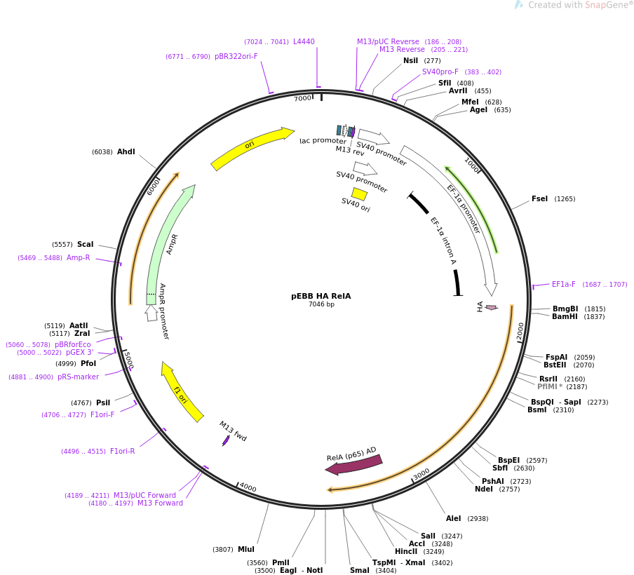 pEBB HA RelA质粒图谱